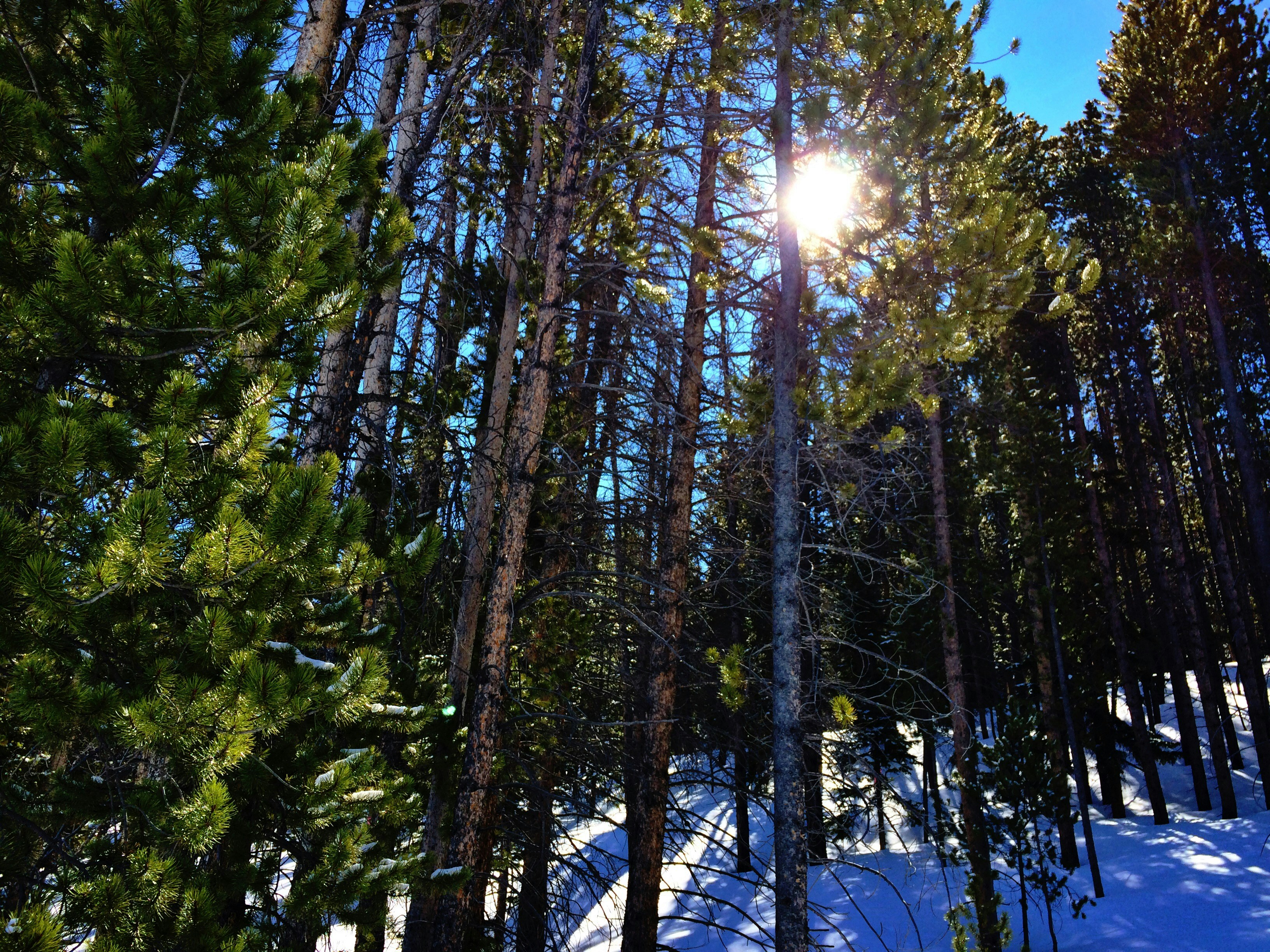 Free Unsplash photo from Nick Scheske