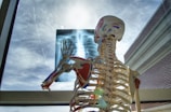 A human anatomical skeleton model stands by a window, holding an X-ray image of a chest. The sky outside is bright and blue with wispy clouds. The skeleton is detailed with colorful muscle and artery markings, and the sun creates a lens flare effect.