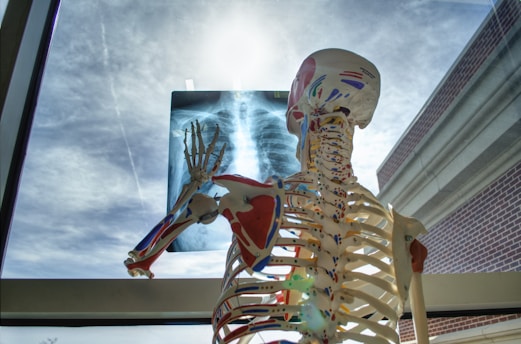 A human anatomical skeleton model stands by a window, holding an X-ray image of a chest. The sky outside is bright and blue with wispy clouds. The skeleton is detailed with colorful muscle and artery markings, and the sun creates a lens flare effect.