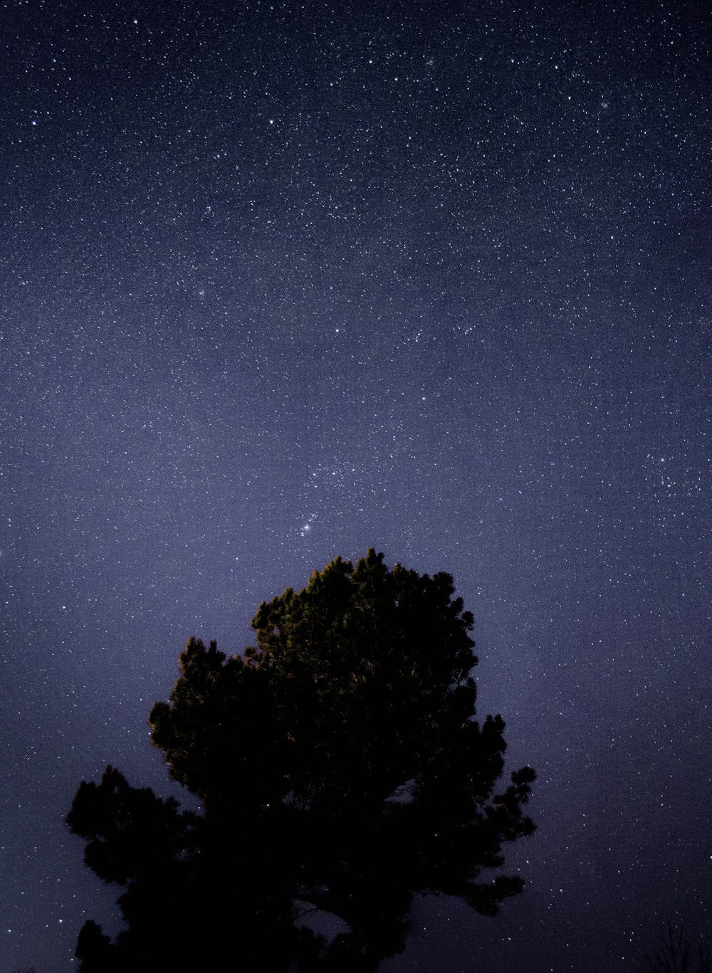 green tree and galaxy