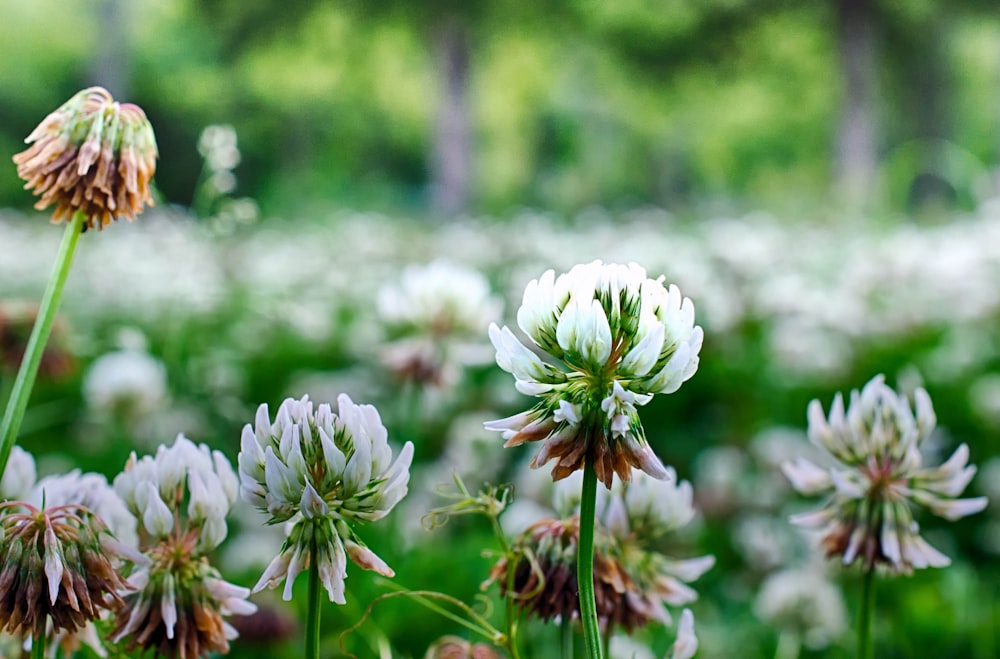 shallow focus of white flowers