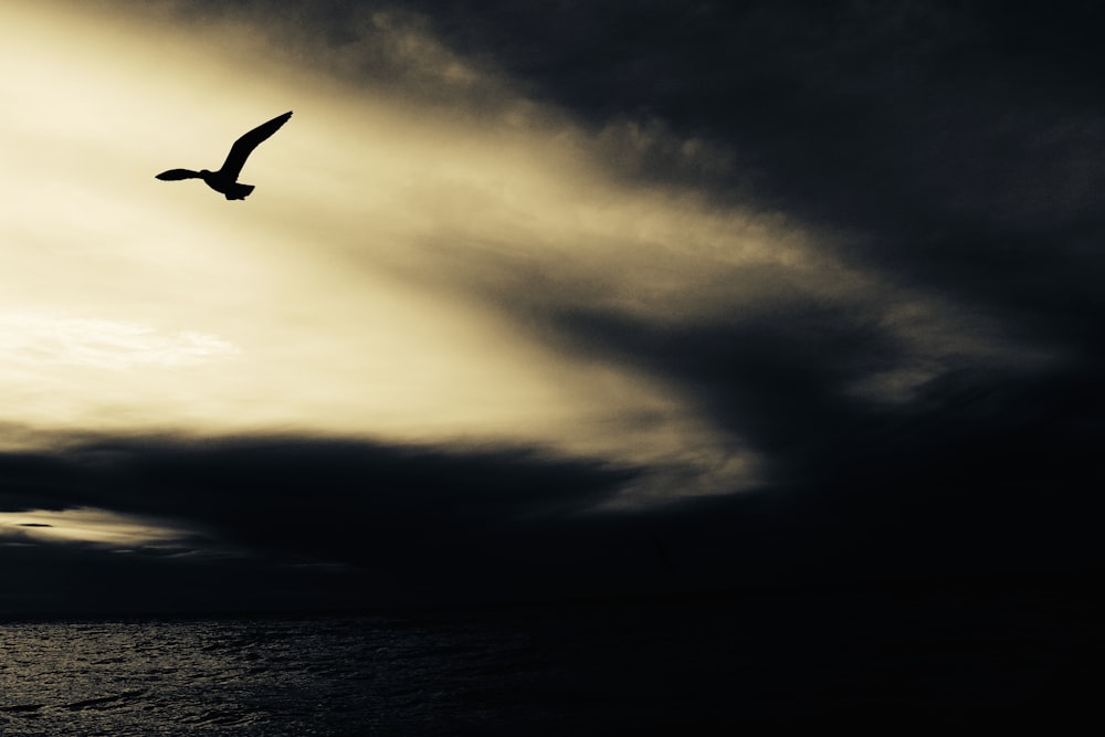 silhouette of bird flying above body of water