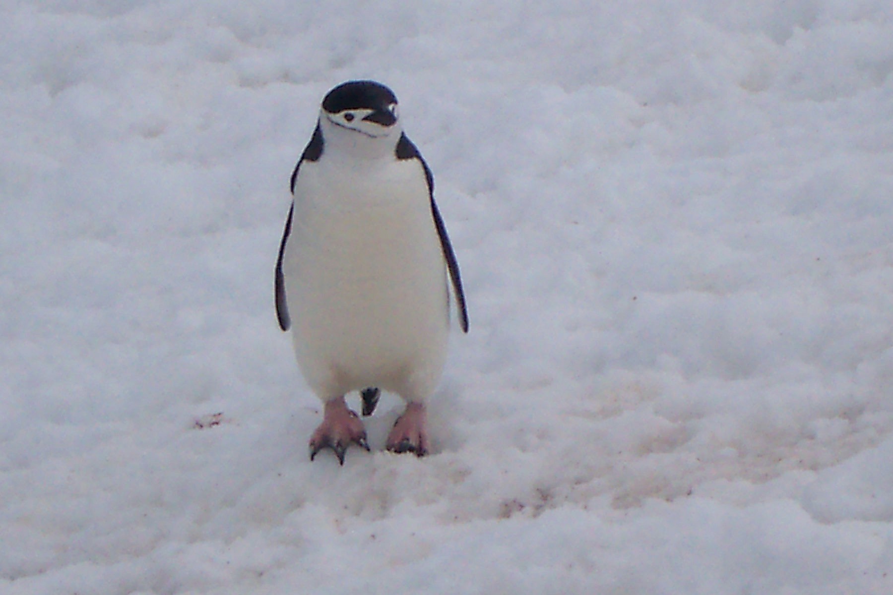 Free Unsplash photo from Michelle Sterling