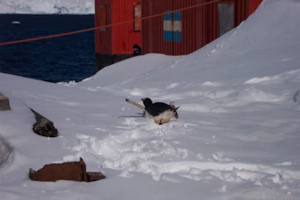A penguin walking across a snowy landscape next to a red building near the ocean. The building has a stripe of blue and white above the door, and the scene is set against a backdrop of dark blue water and distant snow-covered mountains.