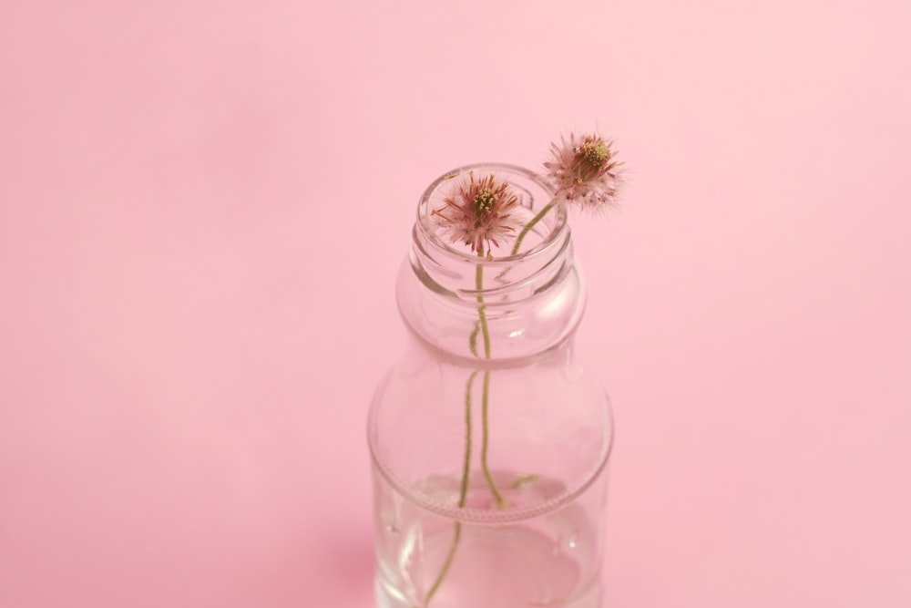 two wilted dandelion flowers on clear glass vase