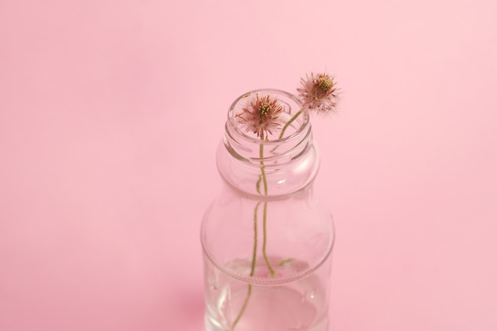 Dos flores de diente de león marchitas en un jarrón de vidrio transparente