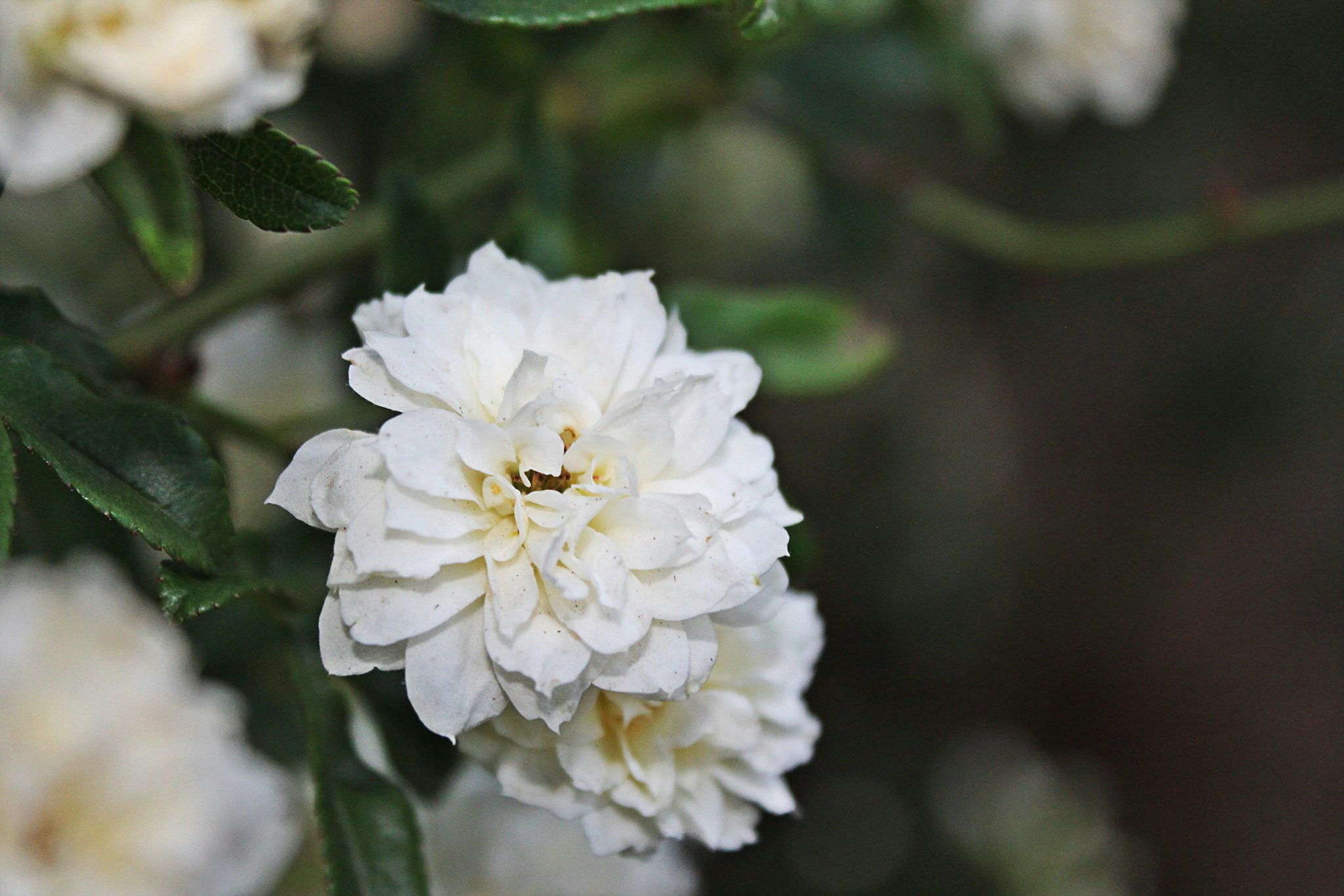 Free Unsplash photo from Demi Smith