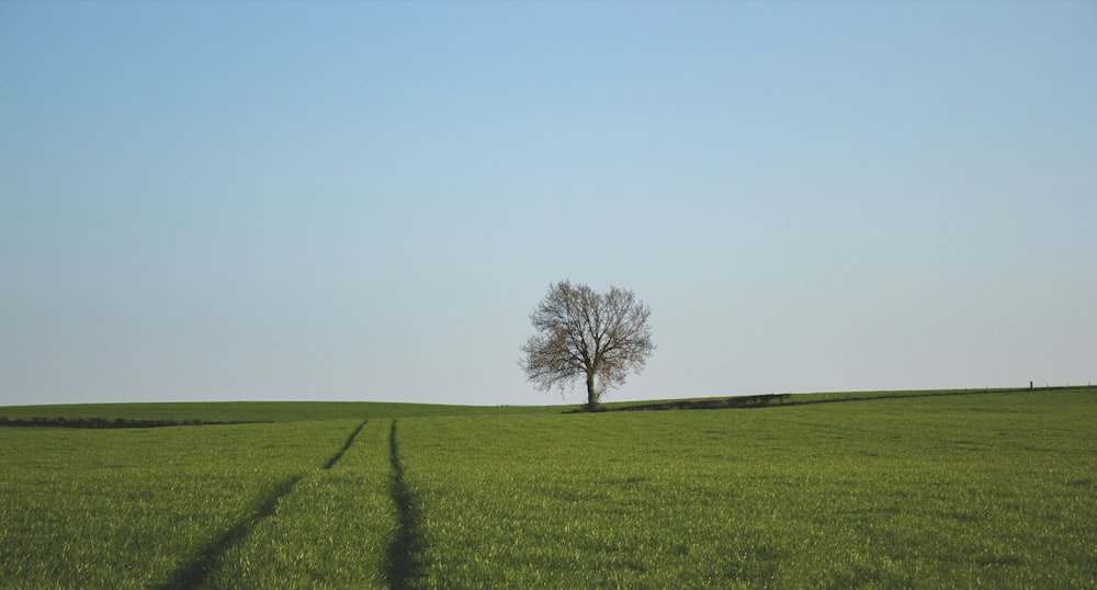 Campo de grama verde sob o céu azul