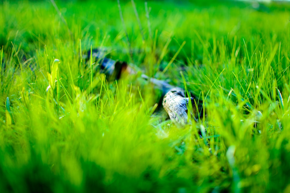 a close up of a grass field with a bird in the distance