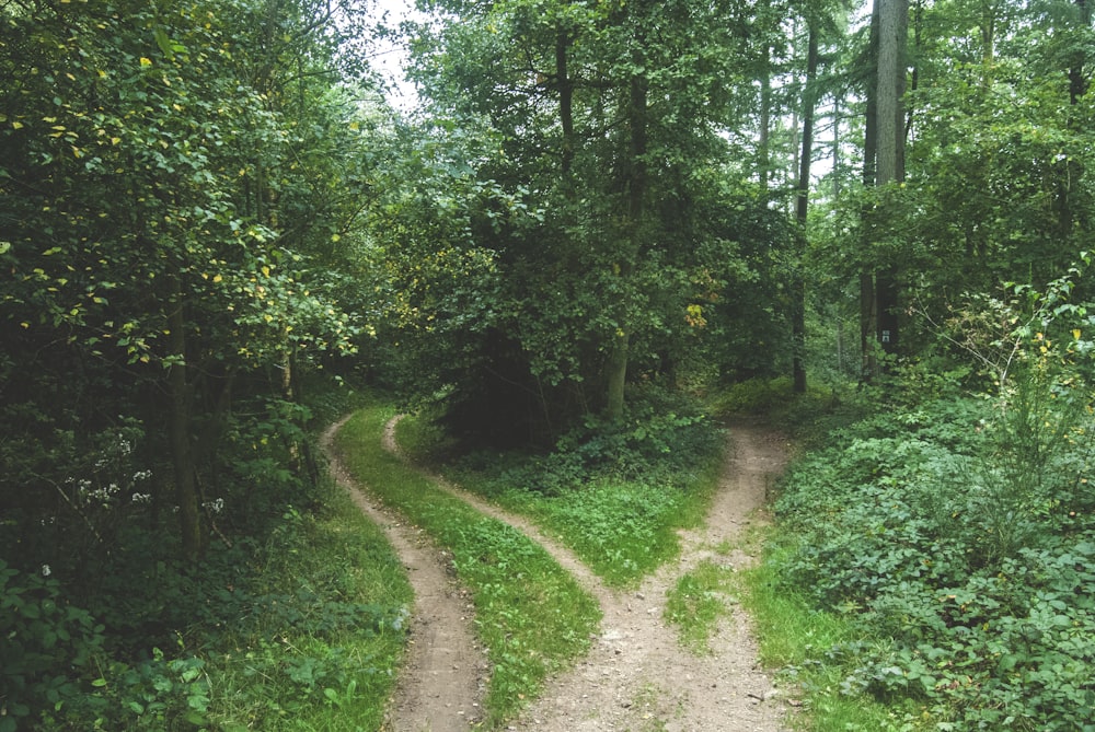 duas estradas entre árvores