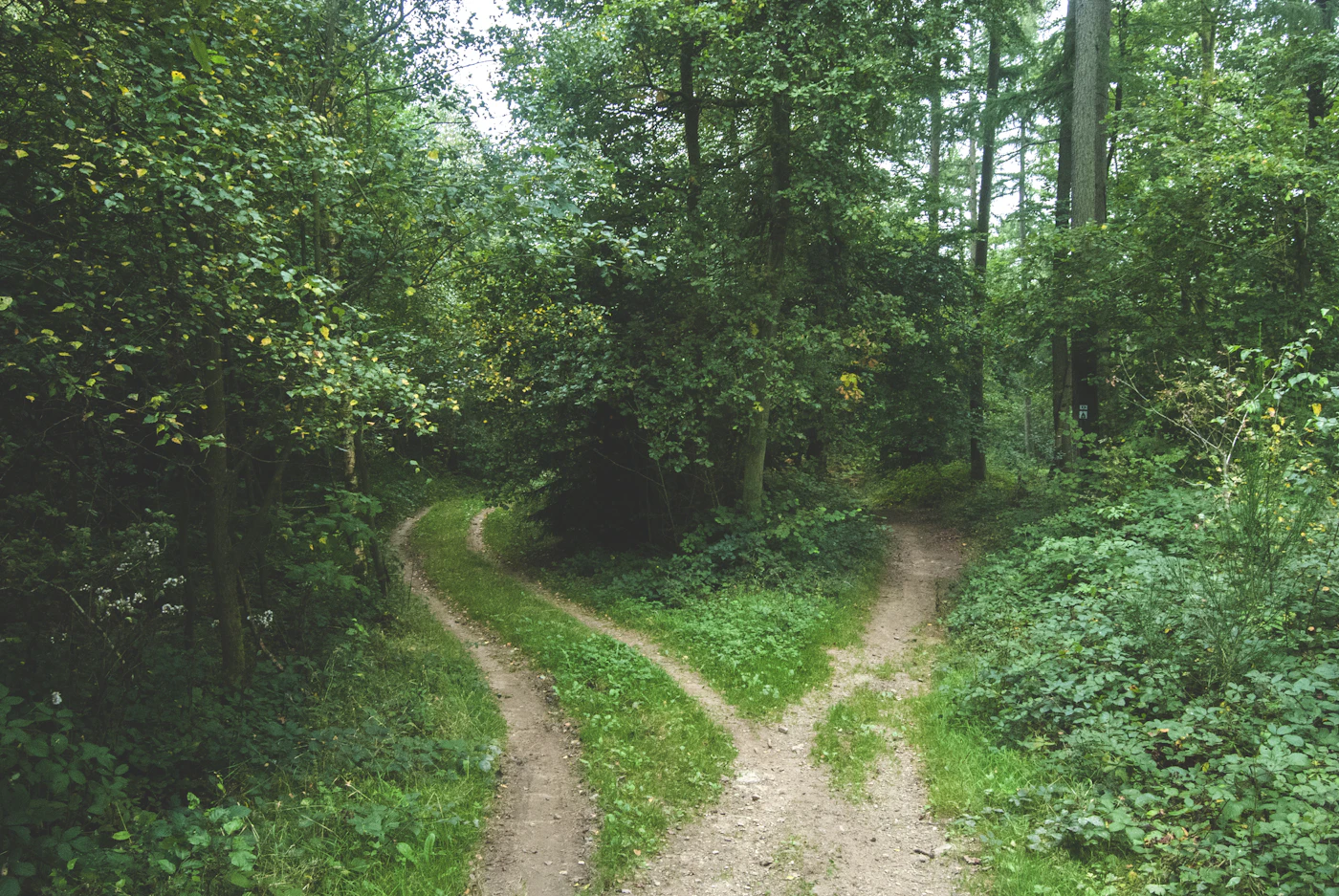 A forest path forking into two directions