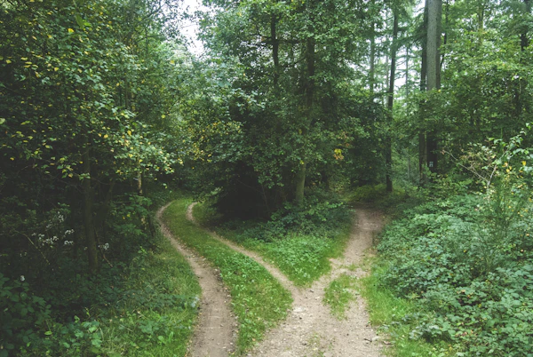 森の中で二手に分かれる道。FIRE と Die with Zero という二つのアプローチを象徴するイメージ