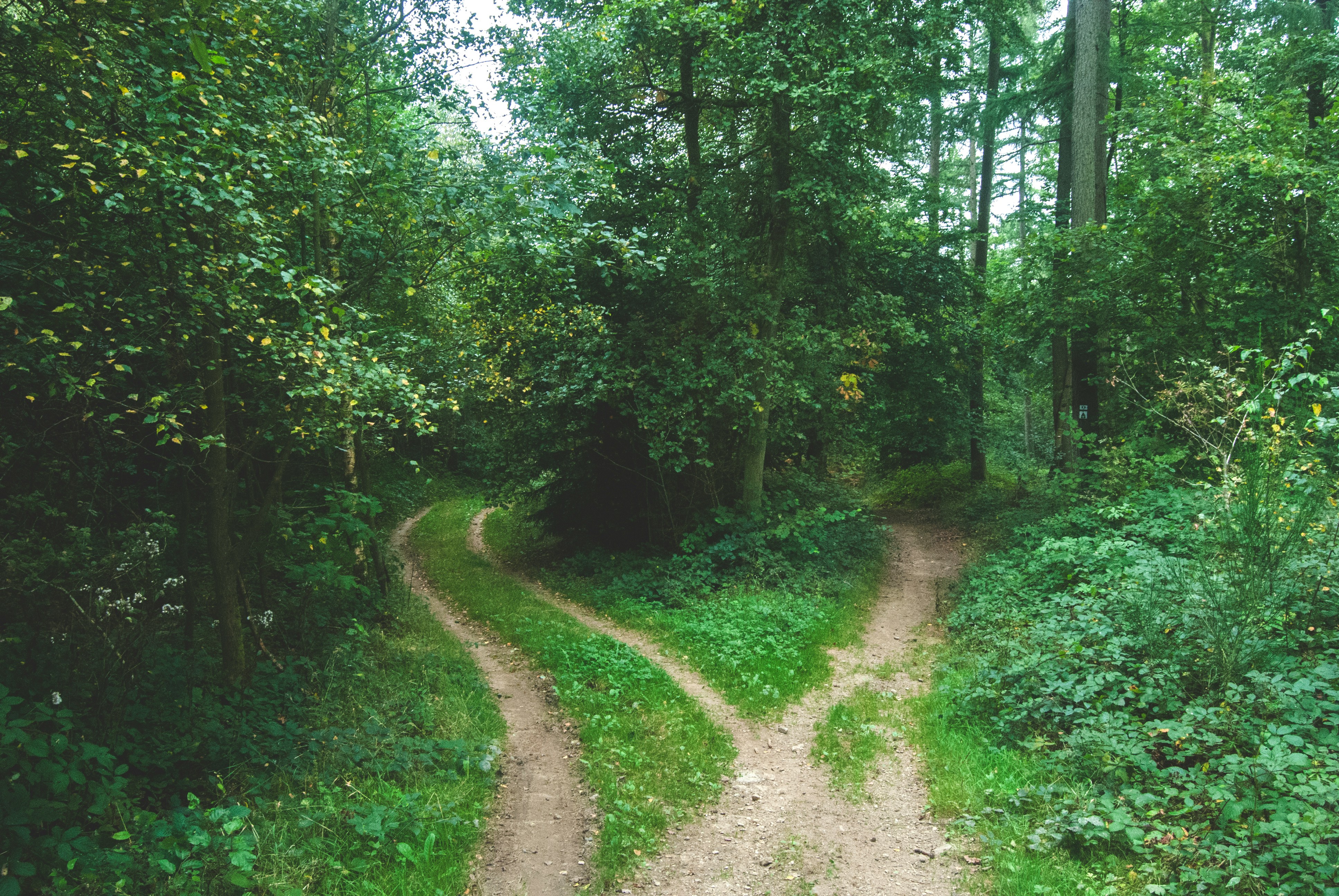 Two wooded paths meeting