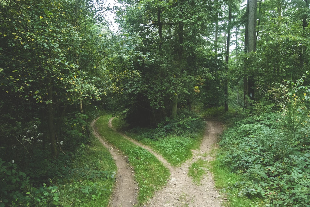 two roads between trees