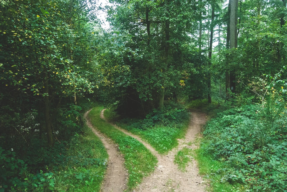 A fork in a footpath in the middle of a forest