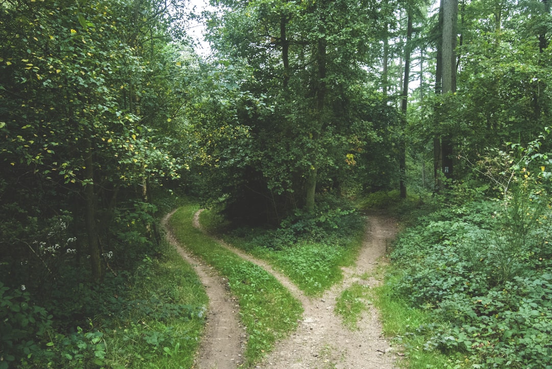 two roads between trees, Forking forest path