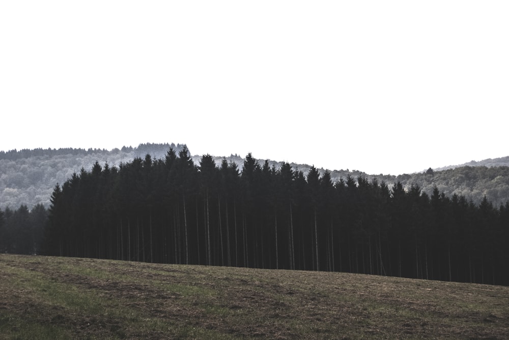 photographie de paysage de pins à la montagne
