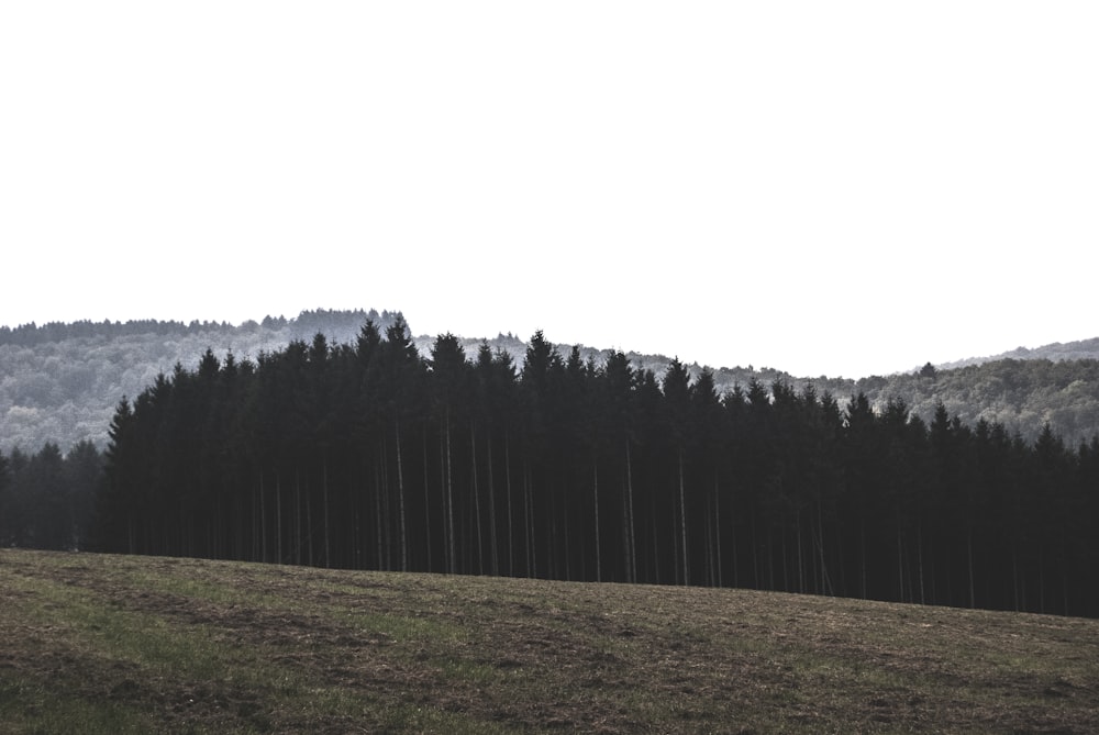 landscape photography of pine trees at mountain