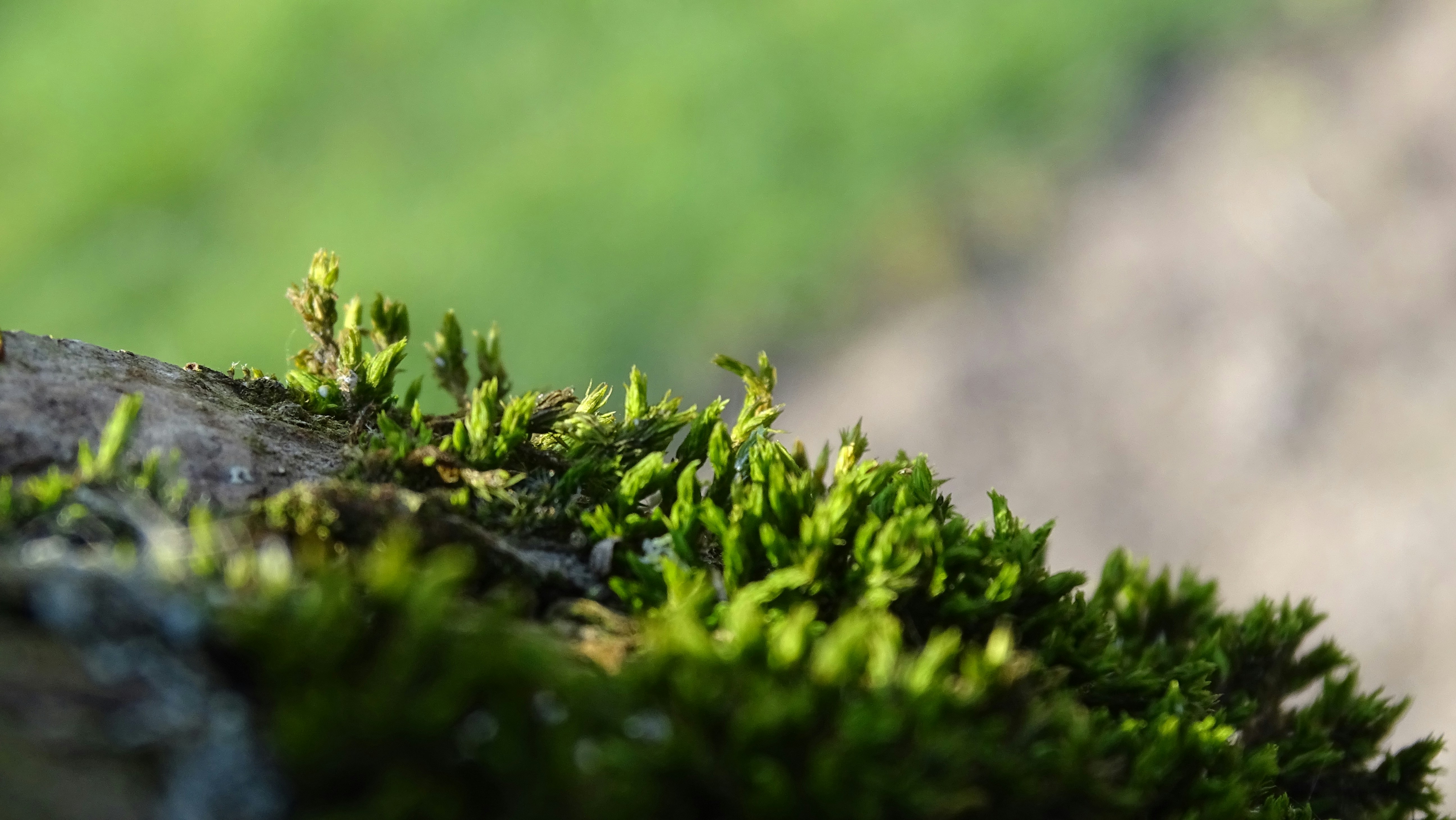 Free Unsplash photo from Henrik Hansen