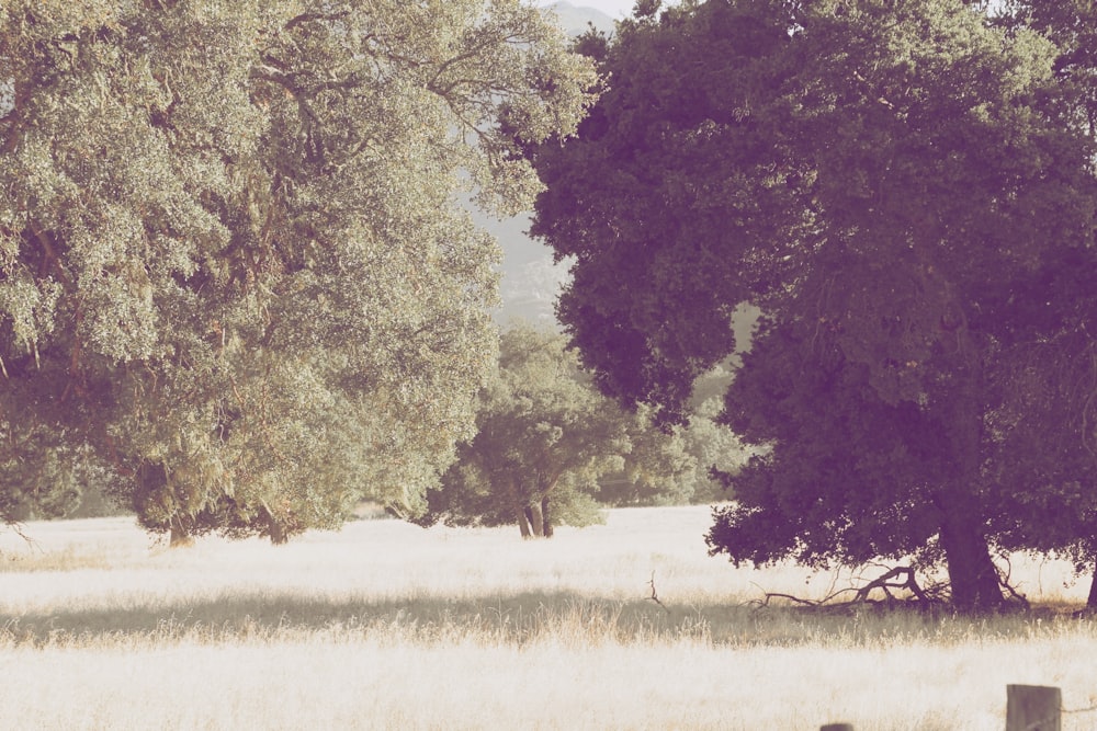 trees during daytime