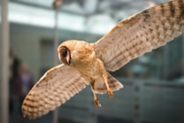 A barn owl captured mid-flight, showcasing its wide wingspan with soft, muted markings. The blurred background suggests an indoor environment with diffused lighting, highlighting the details of the owl's feathers.