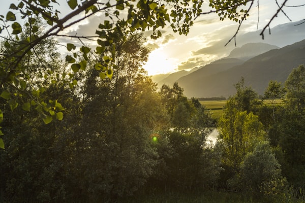 Sunlight filters through a dense forest with tall trees, casting a golden hue over the landscape. In the background, distant mountains loom under a partly cloudy sky, creating a serene and picturesque scene.