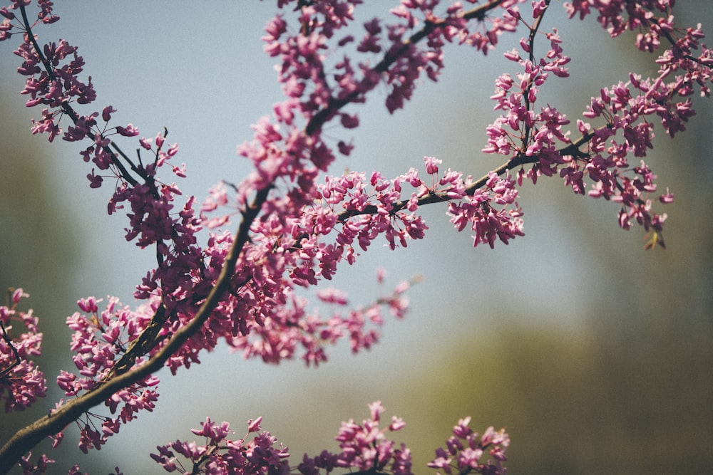 selective focus photo of pink flowers in bloom