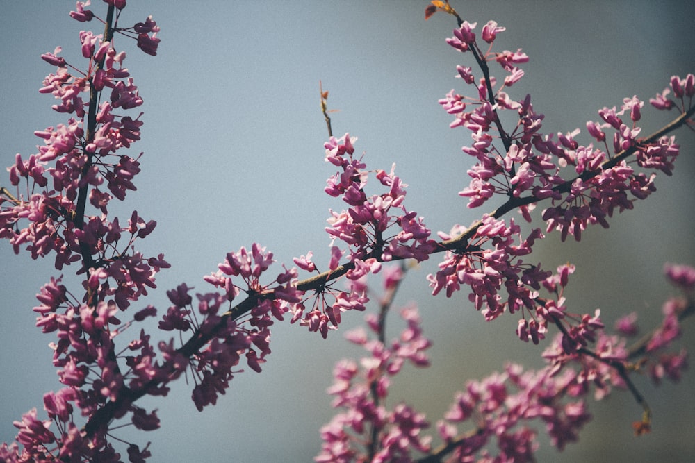 flores de pétalas roxas