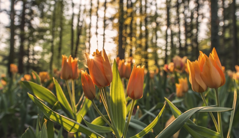 Campo de tulipanes bajo el bosque