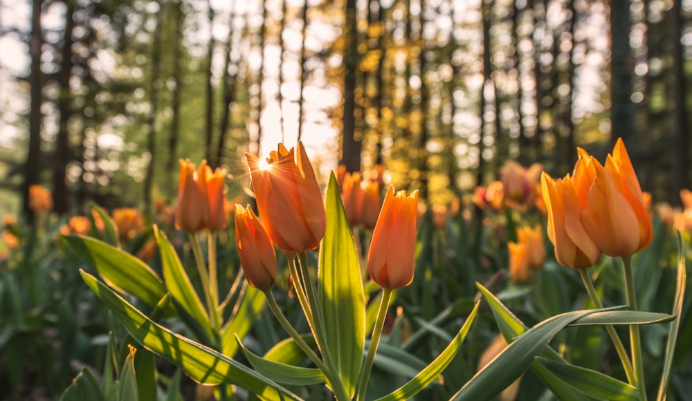 Sunset shot of orange tulip flowers in nature in forest in Spring