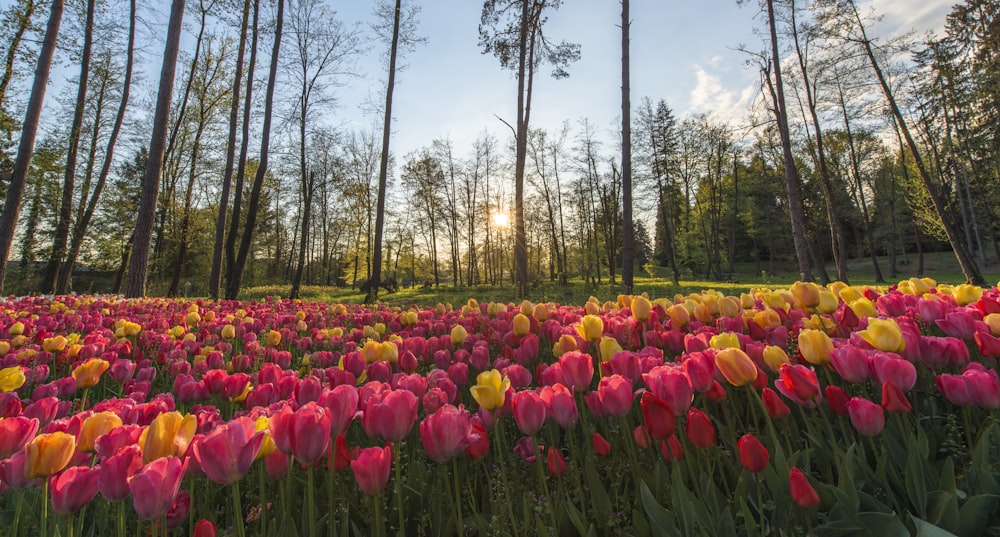 pink-petaled flower field