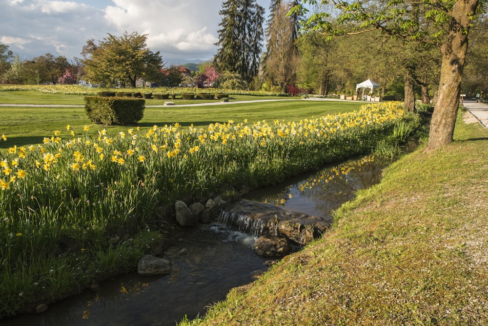 bed of yellow flowers