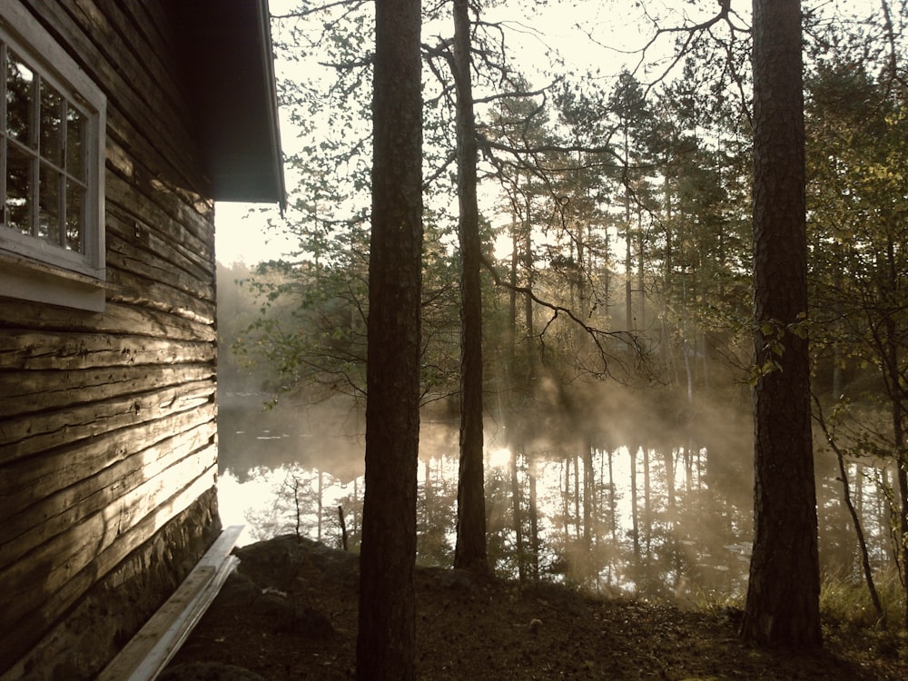 house near trees and river