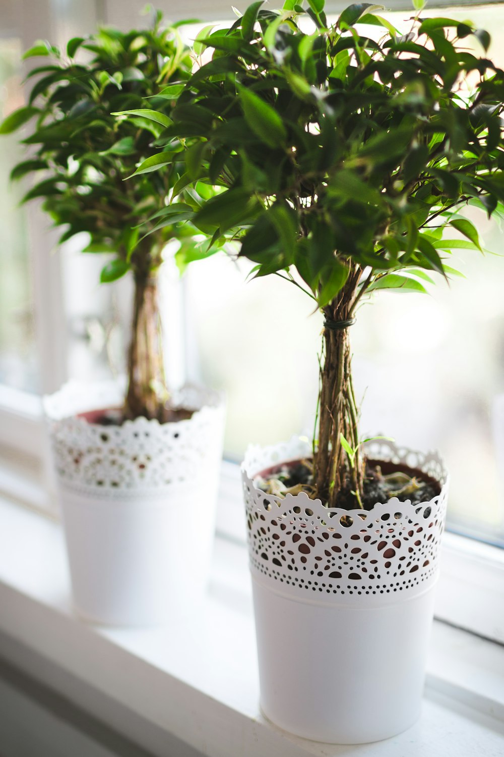 potted green plant near window