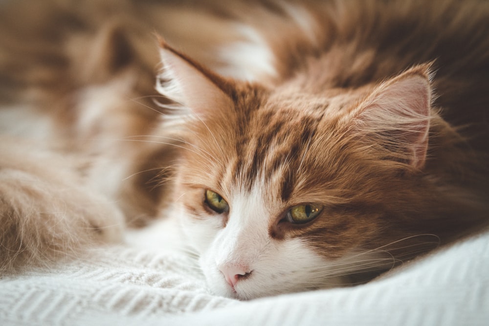 a close up of a cat laying on a bed