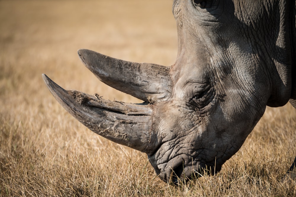 Nashorn frisst Gras