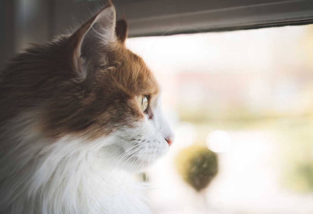 a close up of a cat looking out a window