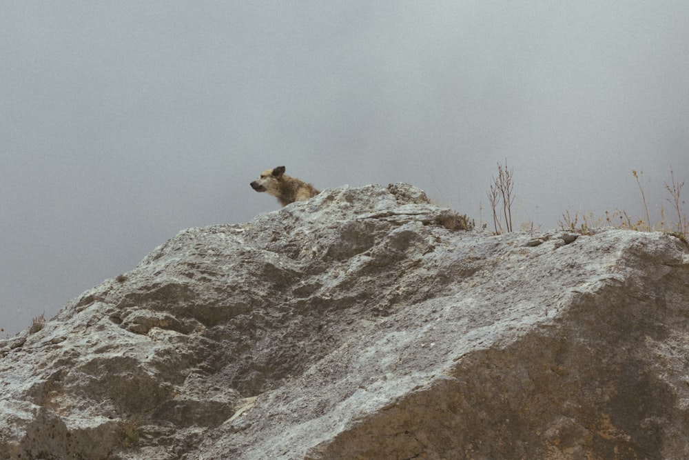 Brauner Hund auf grauem Felsen am Tag