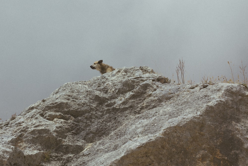 Perro marrón en roca gris durante el día