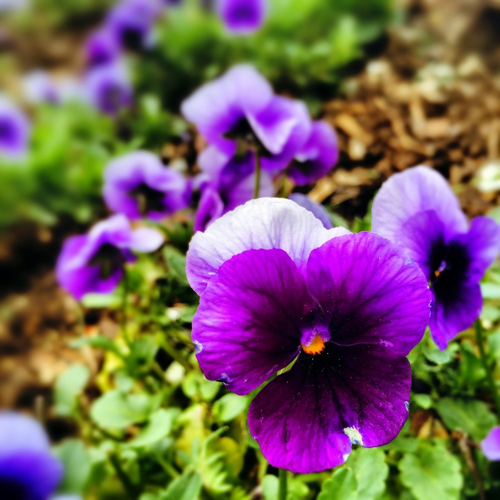 Many purple flowers growing outside.