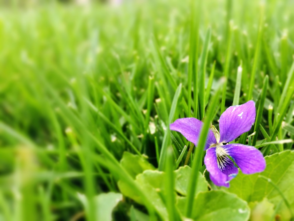 A single purple flower in a field.