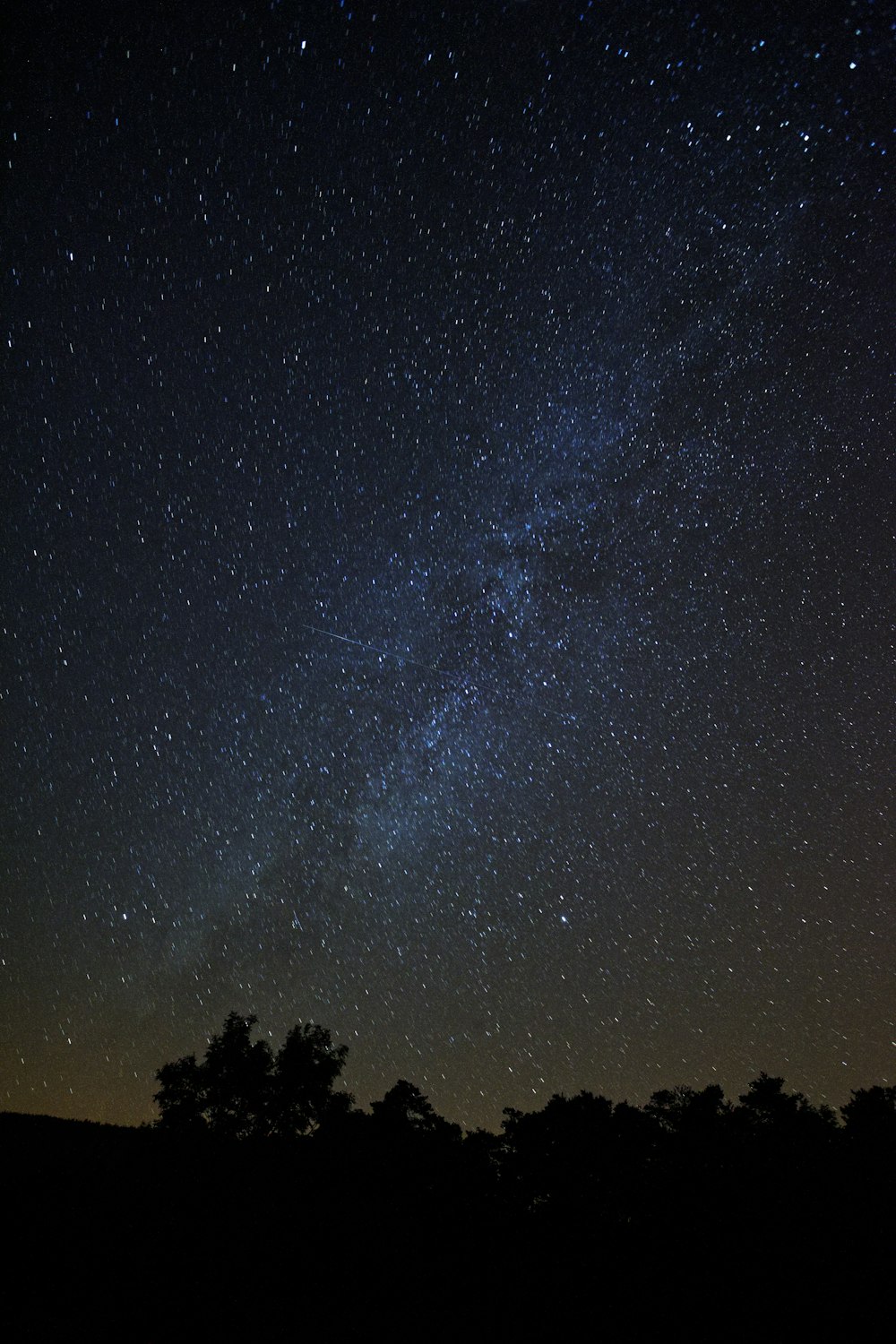 silhouette d’arbres sous les étoiles