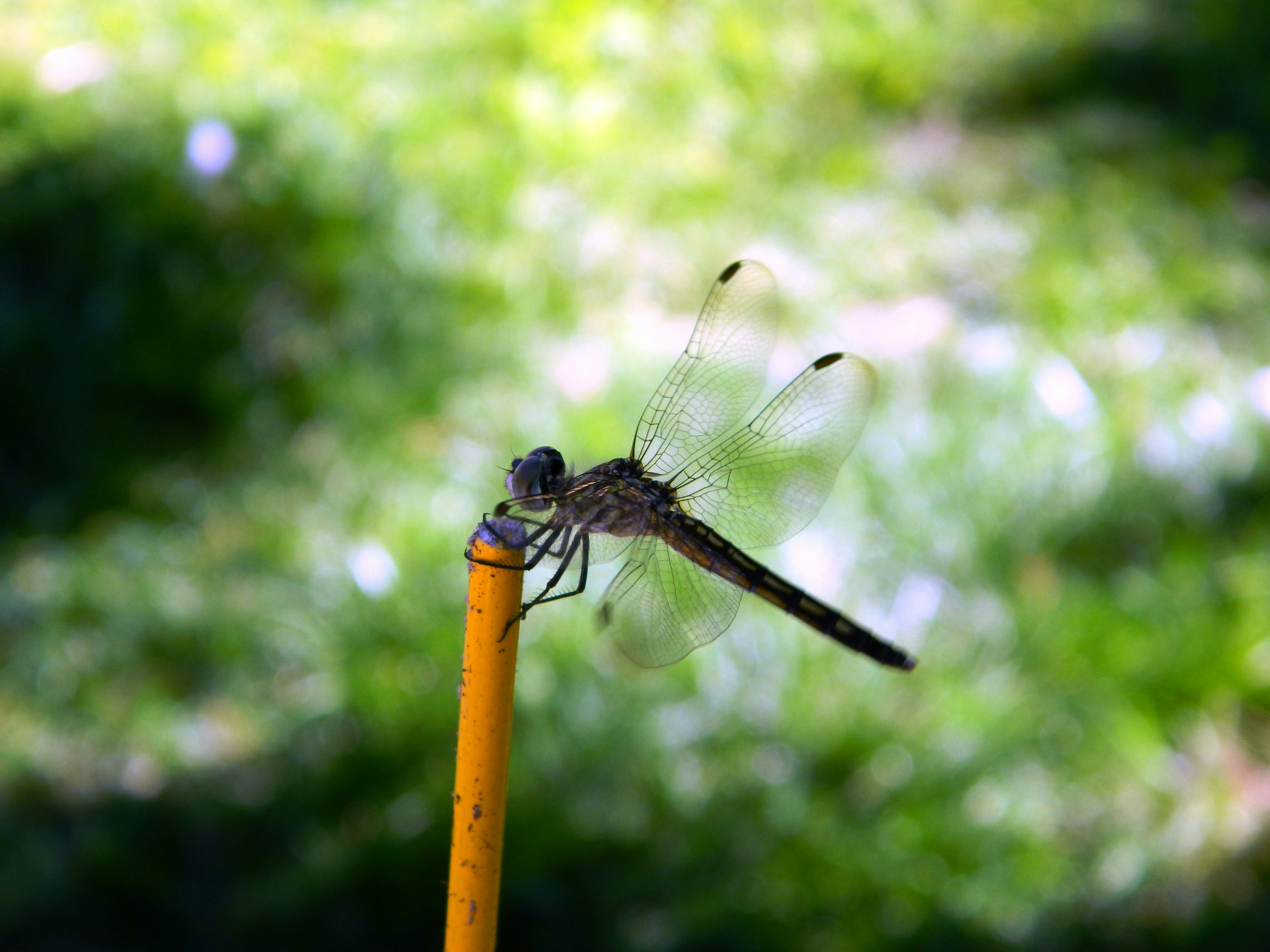 Free Unsplash photo from Melissa McWilliams