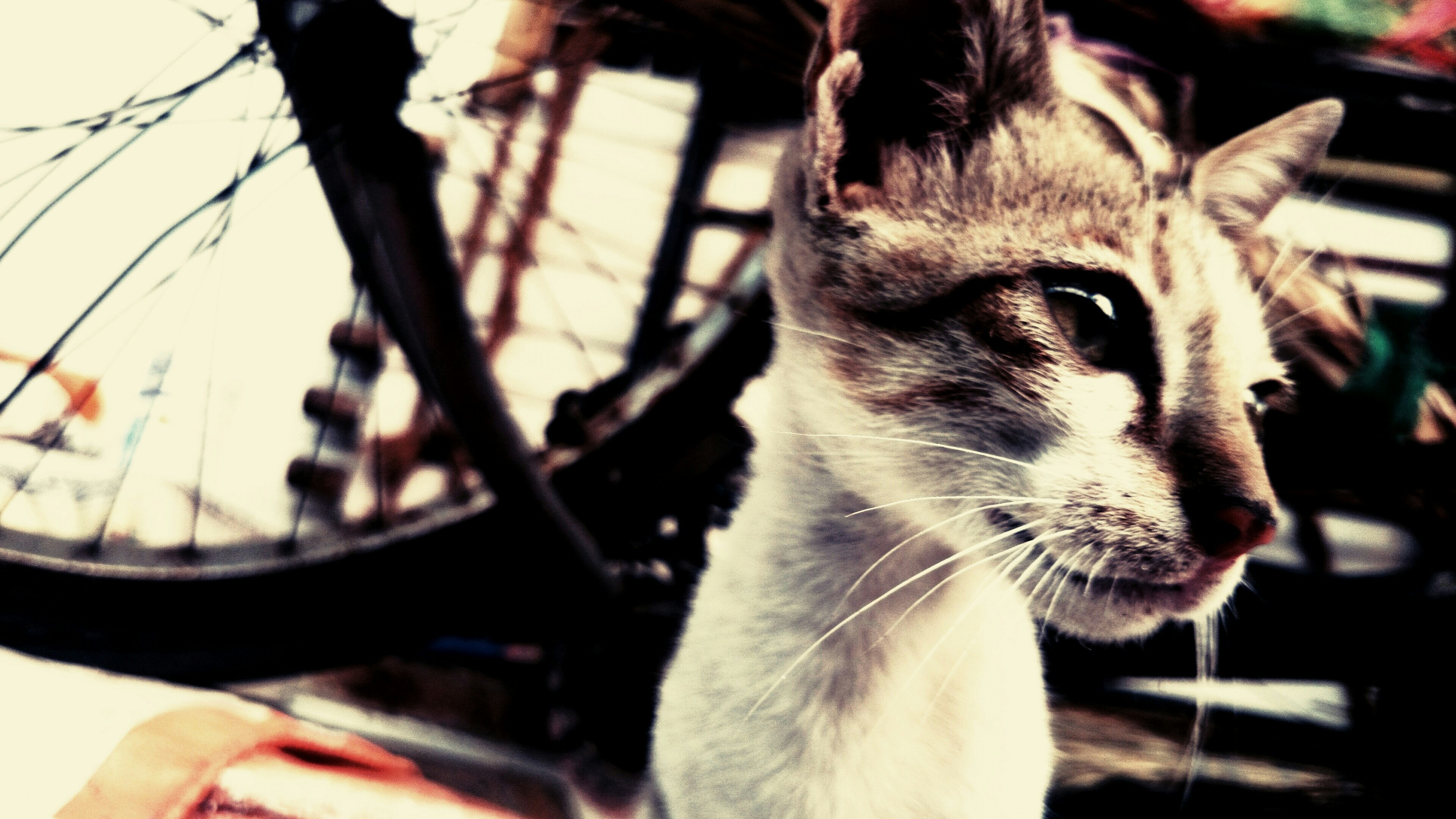 Free Unsplash photo from Saikrishna Tipparapu