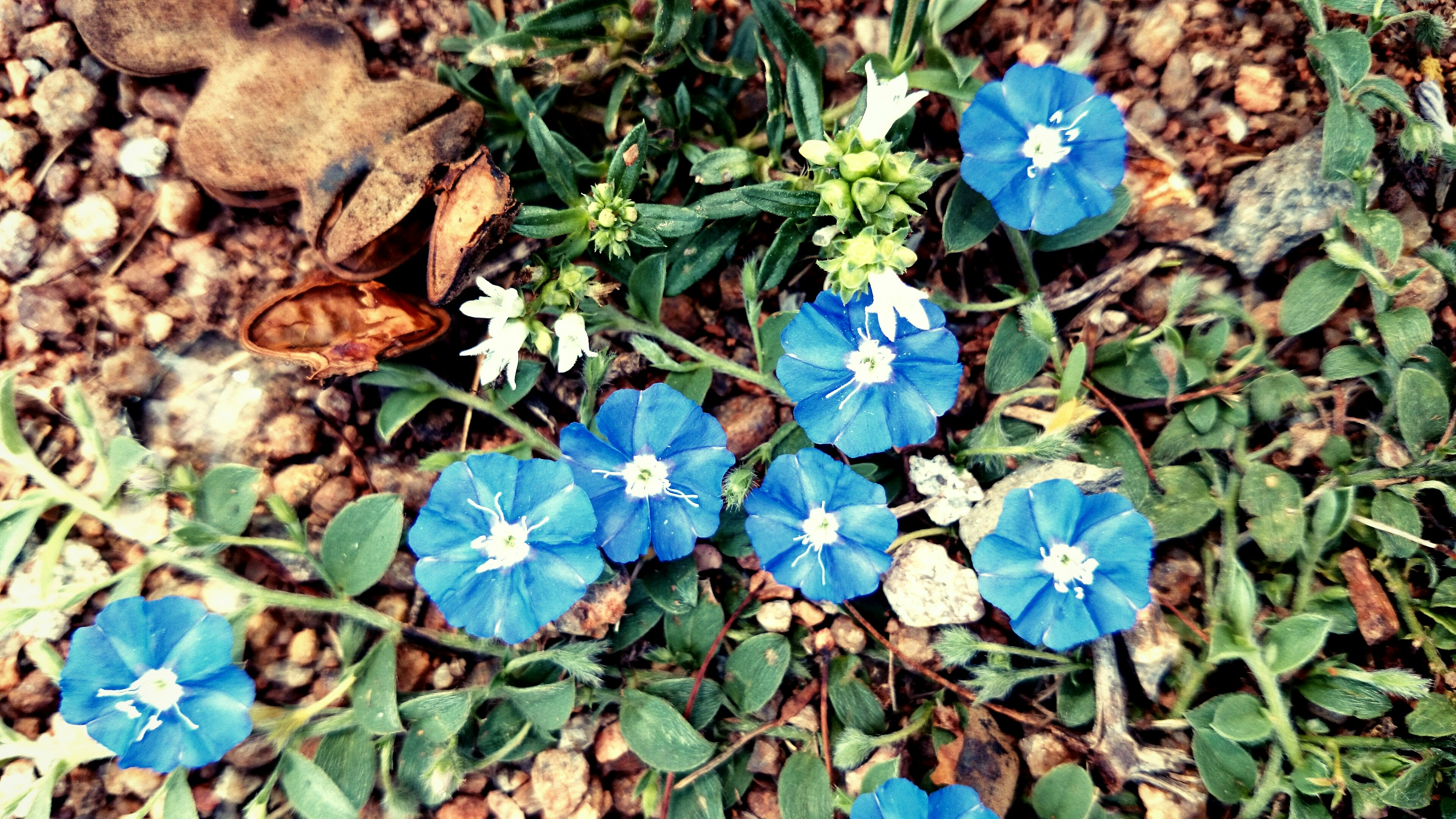 Free Unsplash photo from Saikrishna Tipparapu