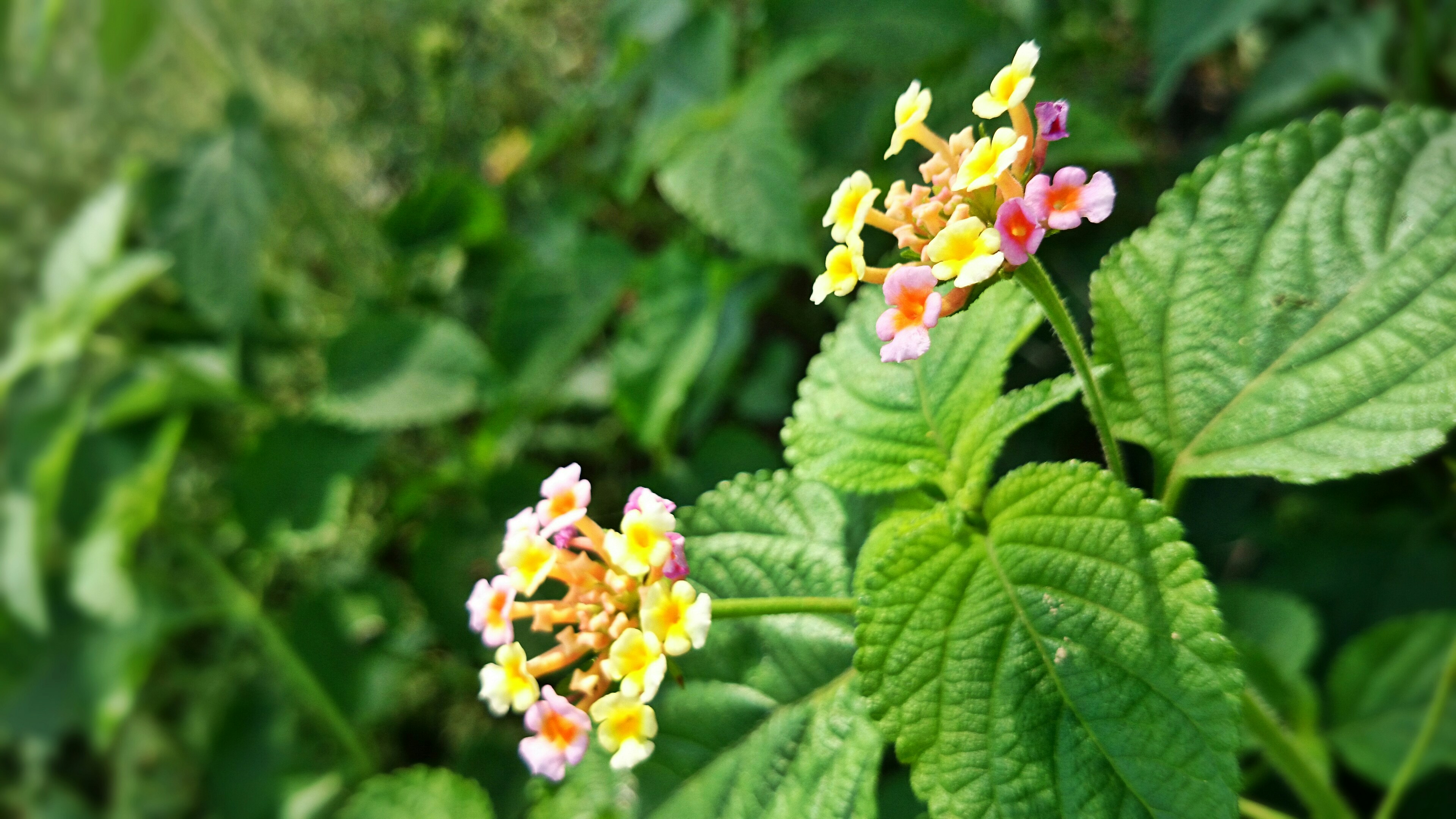 Free Unsplash photo from Saikrishna Tipparapu