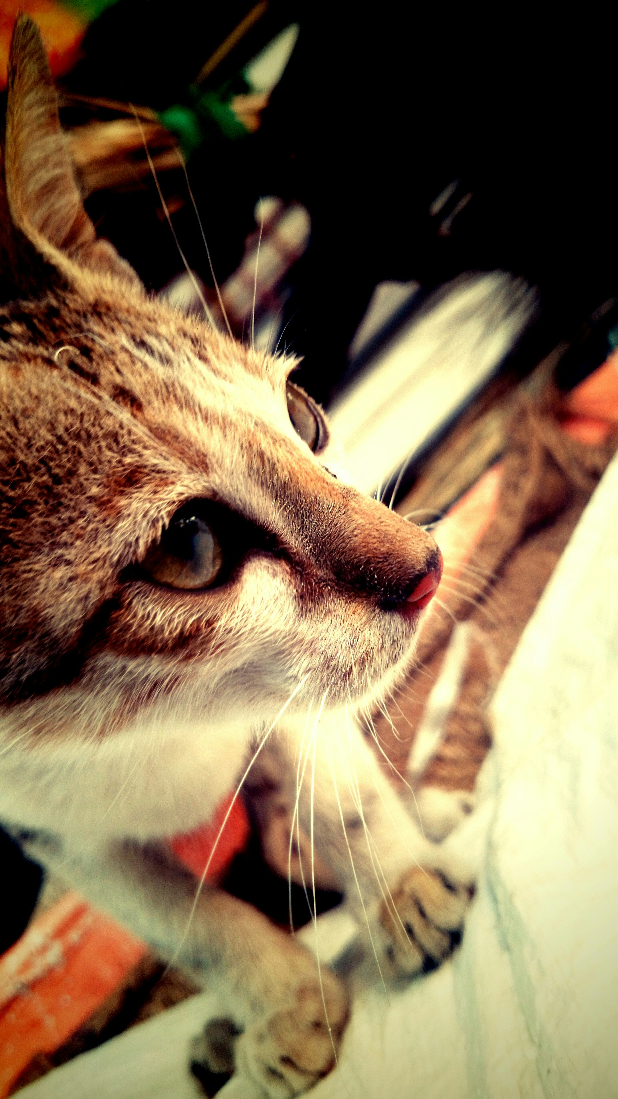 Free Unsplash photo from Saikrishna Tipparapu