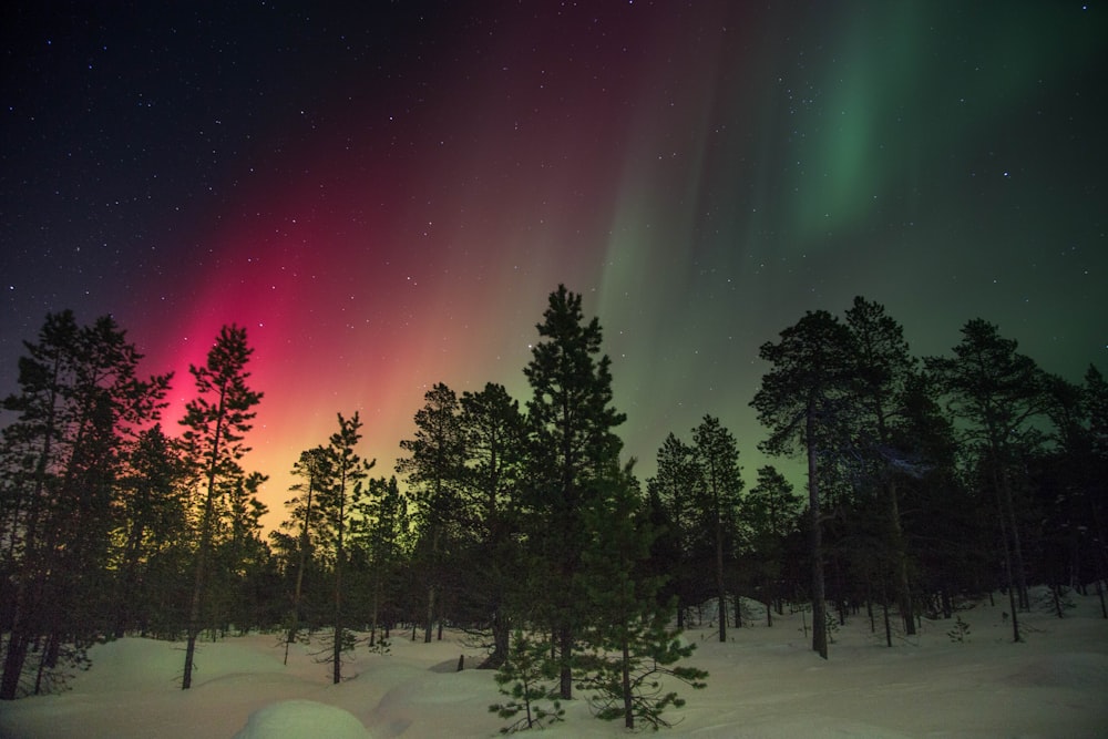 alberi e raggi dell'aurora boreale
