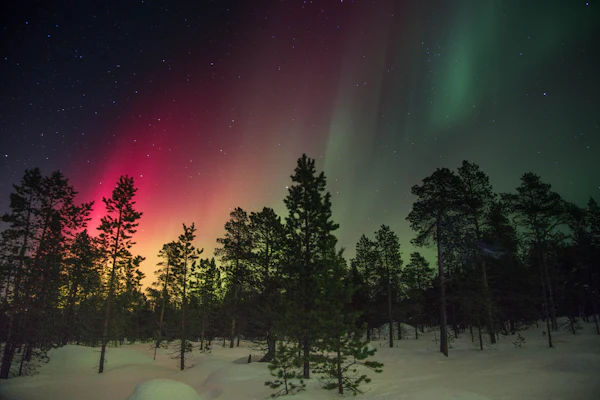 Red and green aurora rays above a snow-covered pine forest on a dark winter night