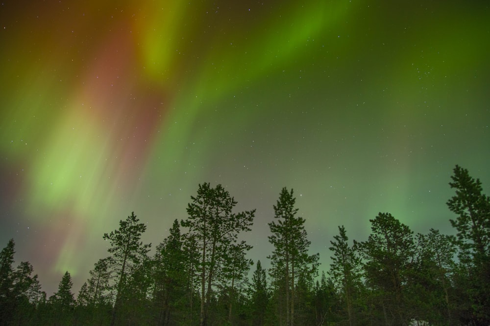 aurora view during night time